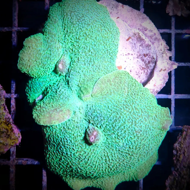 Coral Rhodactis mussoides con textura ondulada y color verde intenso en acuario marino.