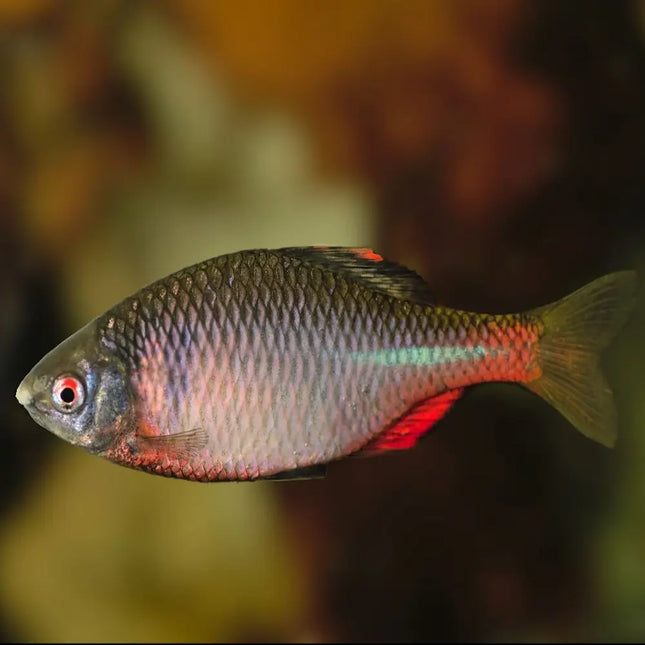 Rhodeus sericeus plateado con reflejos azulados y rojizos