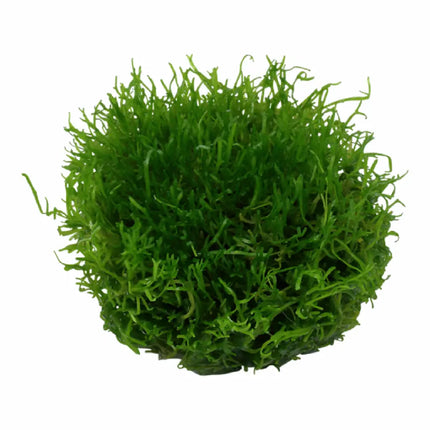 Riccia fluitans con textura mullida verde flotando en acuario plantado de agua dulce

