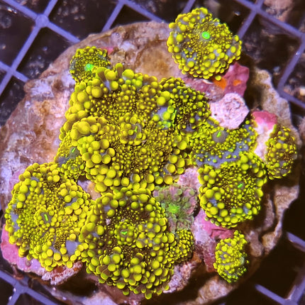 Ricordea yuma de colores intensos mostrando pólipos redondeados.