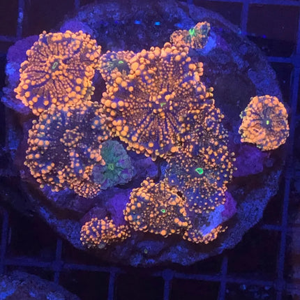 Ricordea yuma de colores intensos mostrando pólipos redondeados.