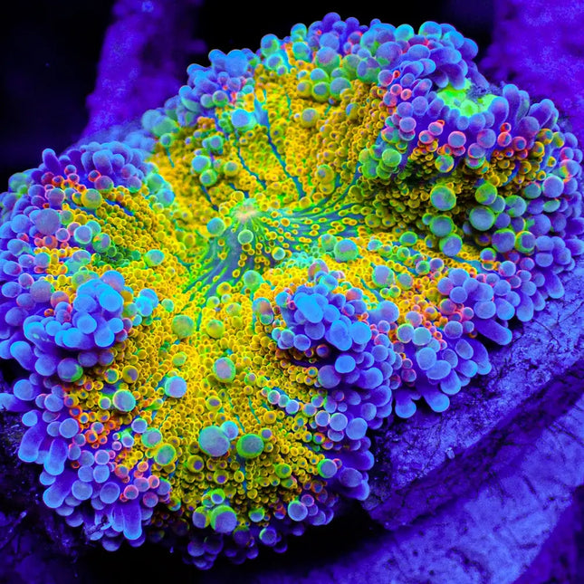 coral de gran colorido entre amarillos, naranjas, verdes y azules. Pequeño tamaño
