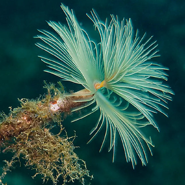 Gusano pluma Sabellastarte White/Yellow con corona blanca y amarilla extendida en acuario marino.