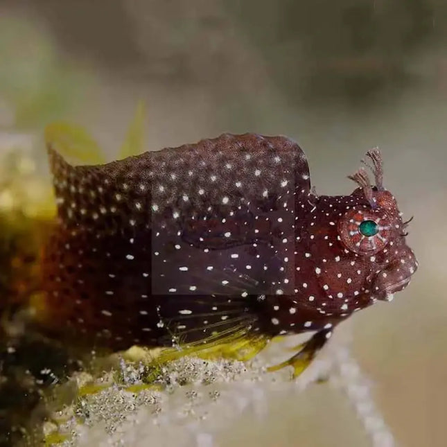 Salarias ramosus sobre roca viva con rayas horizontales marrones y blancas, en primer plano