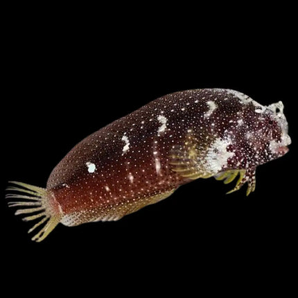 Salarias ramosus sobre roca viva con rayas horizontales marrones y blancas, en primer plano