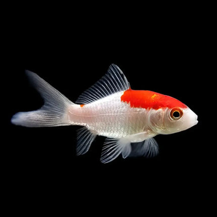 Goldfish sarasa para estanques