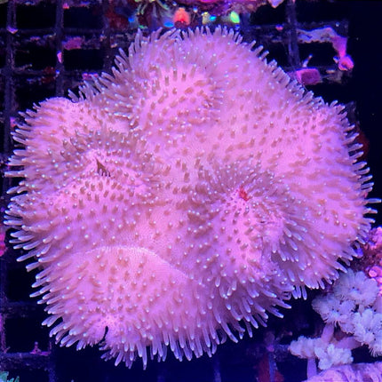 Se observa un ejemplar de Sarcophyton rosa