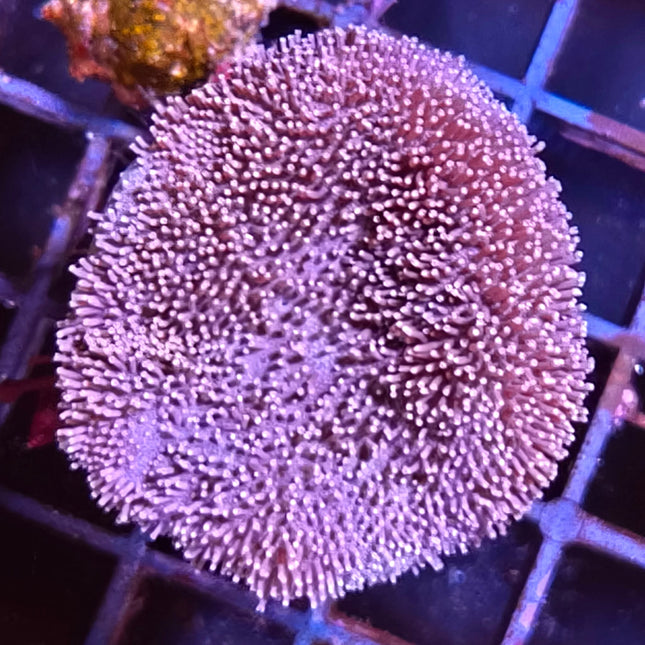 Sarcophyton Frag – Coral cuero resistente y decorativo para acuarios marinos