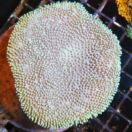 Sarcophyton Verde L