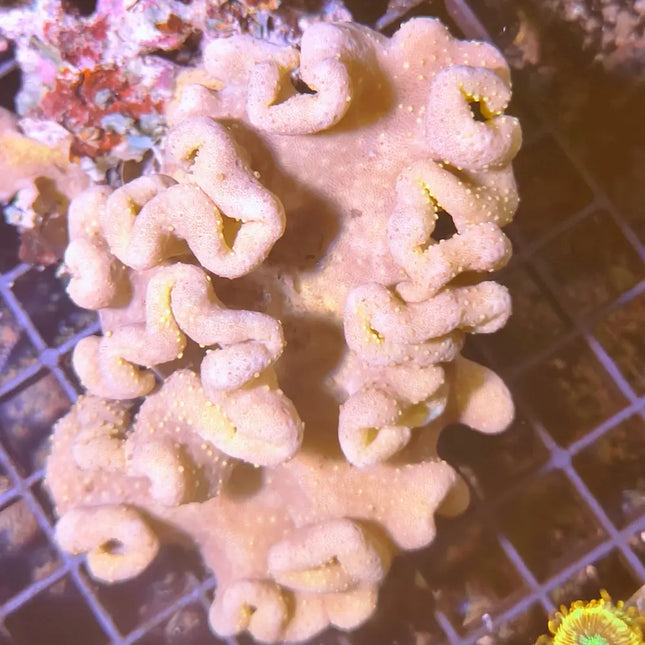 Sarcophyton amarillo. Coral seta de fácil mantenimiento y crecimiento rápido. 
