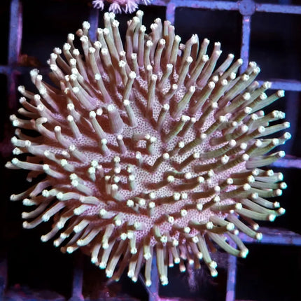Sarcophyton de pólipo largo color carne