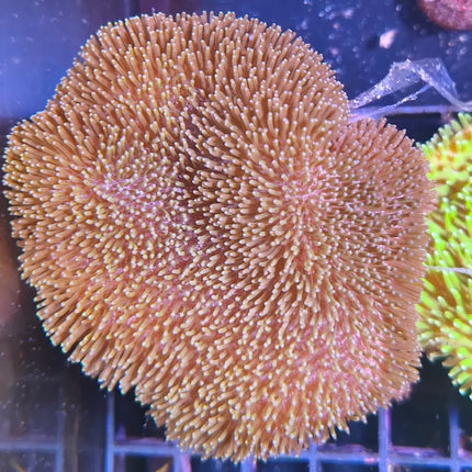 Coral Sarcophyton de forma redondeada tipo seta con textura de cuero en acuario marino

