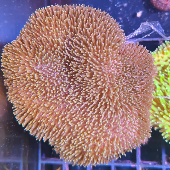 Coral Sarcophyton de forma redondeada tipo seta con textura de cuero en acuario marino

