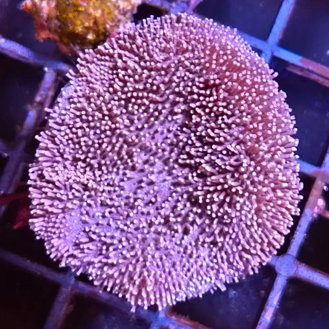 Sarcophyton sp. Coral seta con los pólipos extendidos. 