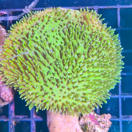Coral Sarcophyton con forma de seta y pólipos extendidos en acuario marino.