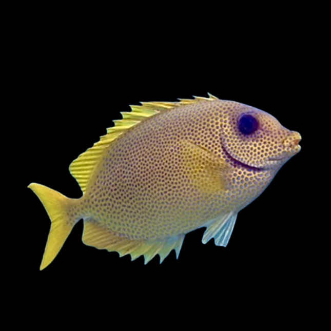 Siganus corallinus – Pez Conejo para Acuarios Marinos