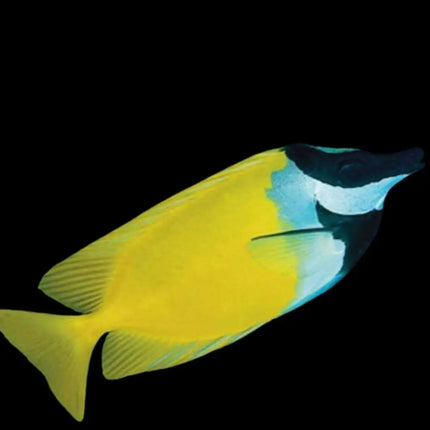 Pez Siganus vulpinus (Cara de Zorro) nadando en acuario marino entre roca viva y corales

