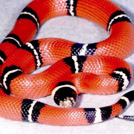 Serpiente Falsa Coral de Sinaloa