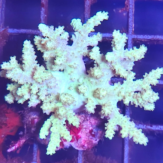 Sinularia Frag– Coral Blando Ramificado para Acuario Marino