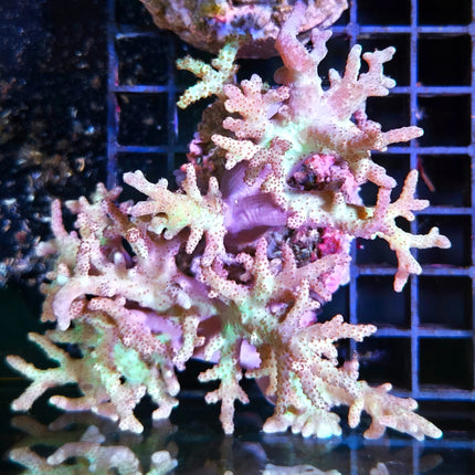 Sinularia – Coral Blando Ramificado para Acuario Marino