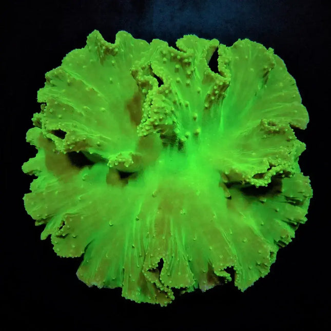Coral verde