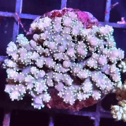 Sinularia polydactyla Frag– Coral Blando Ramificado para Acuario Marino