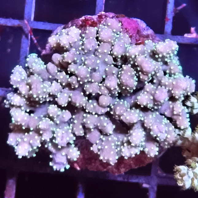 Sinularia polydactyla Frag– Coral Blando Ramificado para Acuario Marino