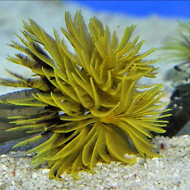 Gusano pluma Sabellastarte Spiral Gold con corona de plumas doradas en un acuario marino.

