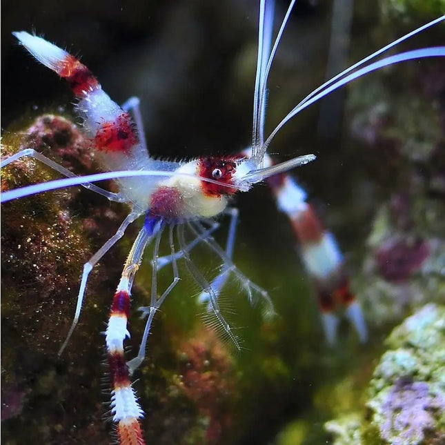 Camarón Stenopus hispidus con pinzas blancas y cuerpo a rayas rojas en un acuario marino.


