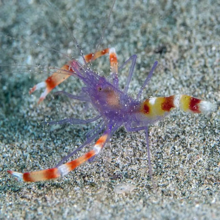 Camarón limpiador Stenopus tenuirostris con cuerpo y largas pinzas a franjas blancas y rojas, cabeza y patas moradas, sobre sustrato en un acuario marino.
