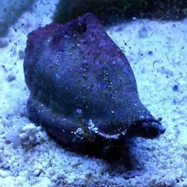 Caracol marino Strombus luhanus sobre arena en acuario, con concha alargada de tonos claros y cuerpo parcialmente visible.