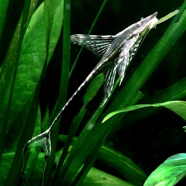 Sturisoma aureum mostrando su cuerpo extremadamente alargado y aplanado, con aletas finas y una coloración marrón dorada con patrones suaves que le ayudan a camuflarse sobre troncos y superficies.
