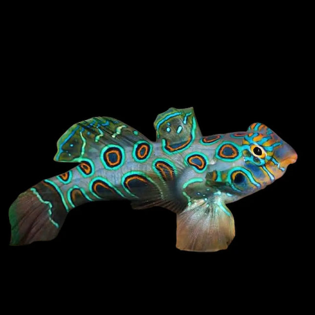 Synchiropus picturatus con cuerpo verde intenso cubierto de manchas irregulares en azul eléctrico y naranja. Ojos grandes, aletas redondeadas y cuerpo compacto con textura lisa y colores brillantes.