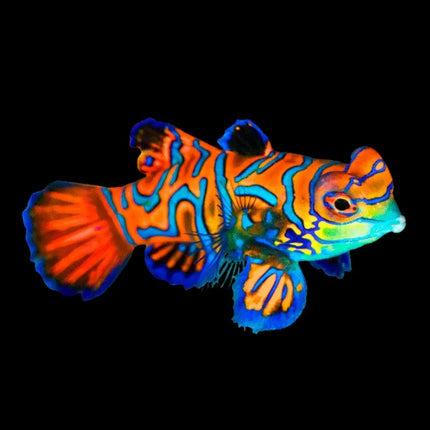 Synchiropus splendidus rojo con cuerpo compacto de color rojo intenso, adornado con líneas y manchas irregulares en azul eléctrico. Aletas redondeadas y ojos saltones, con un patrón vibrante y llamativo.