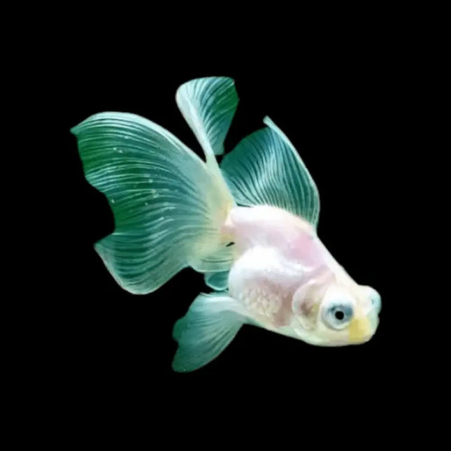 Oranda Telescópico Blanco con ojos prominentes y cuerpo redondeado