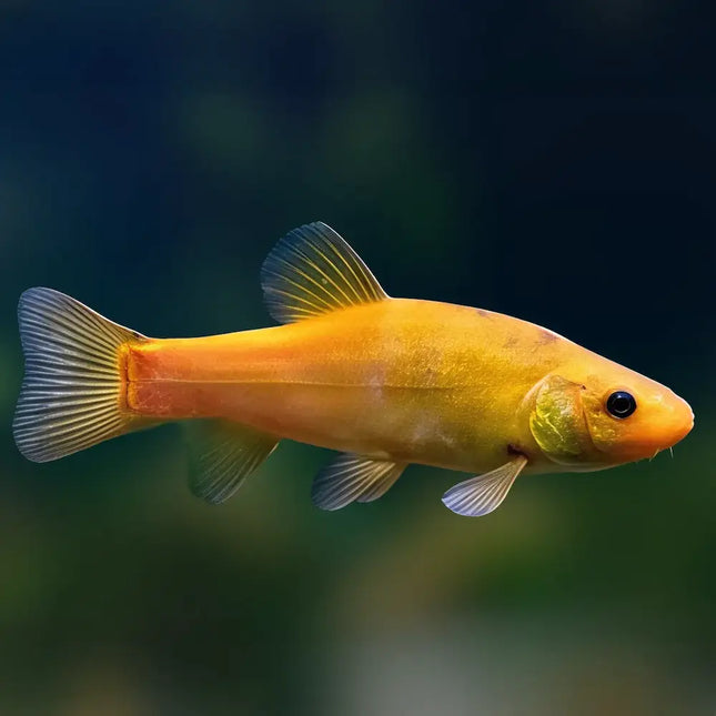 Tenca Oro de cuerpo alargado y color dorado intenso