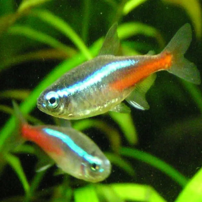 Cardumen de tetras neón con línea azul brillante nadando entre plantas acuáticas