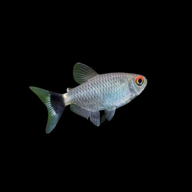 Tetra de Ojo Rojo con cuerpo plateado y distintiva mancha roja en el ojo

