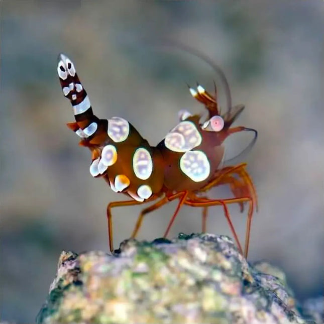 gamba pequeña