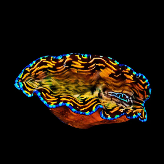 Tridacna derasa con manto desplegado y colores iridiscentes