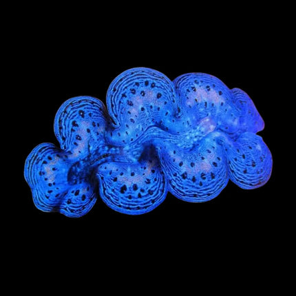 Tridacna maxima de color azul intenso para acuario marino.