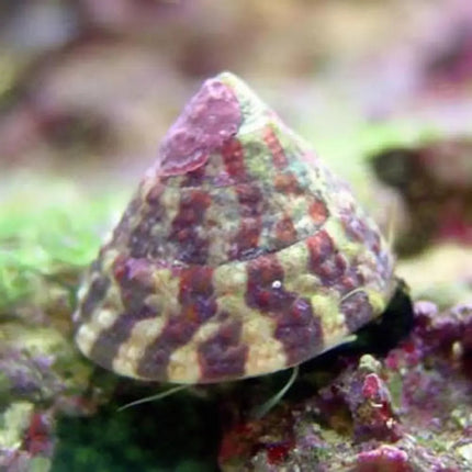 Caracol Trochus histrio en acuario marino, con su concha cónica jaspeada desplazándose sobre roca viva.