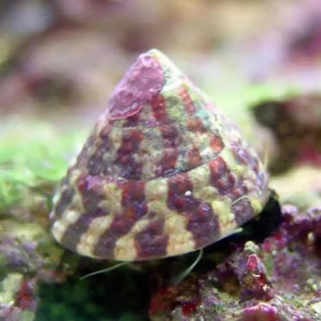 Caracol Trochus histrio en acuario marino, con su concha cónica jaspeada desplazándose sobre roca viva.