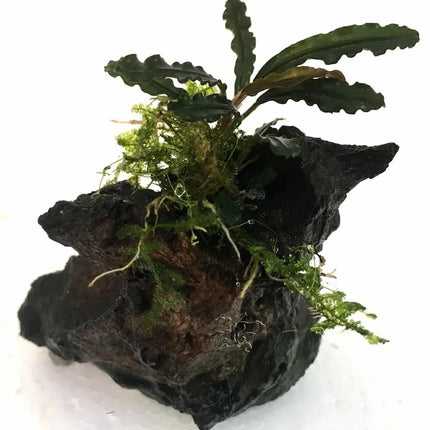 Mini tronco natural decorado con Bucephalandra surtida en acuario plantado