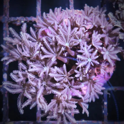 Esqueje de Tubipora musica con pólipos verdes sobre tubos rojos en acuario marino.

