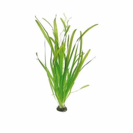 Vallisneria gigantea con hojas largas y onduladas en acuario plantado de agua dulce


