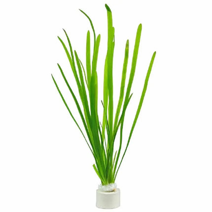 Vallisneria spiralis con hojas largas y verdes tipo cinta en acuario plantado

