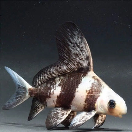 Myxocyprinus asiaticus con aleta dorsal alargada y cuerpo rayado