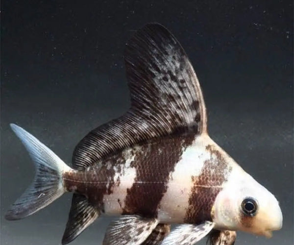 Peces de mar / Sea Fishes: Animales acuá Imagen gratis: Pescado, mar, agua salada, agua, colorido, alga