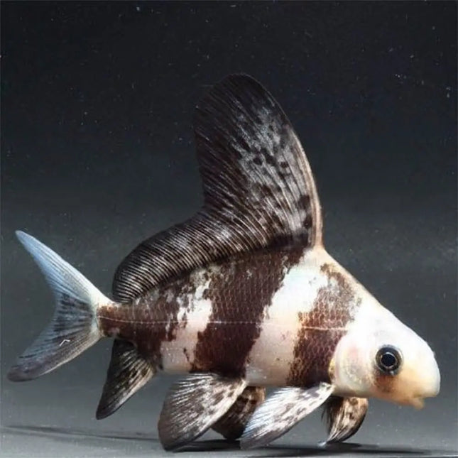 Myxocyprinus asiaticus con aleta dorsal alargada y cuerpo rayado